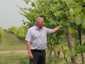 nyakas-pince-szolo-01