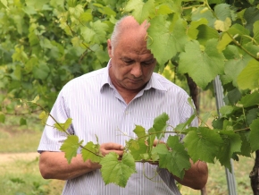 nyakas-pince-szolo-02