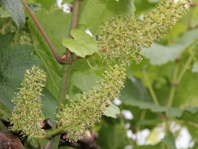 nyakas-pince-szolo-03