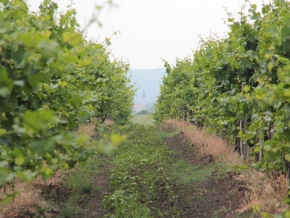 nyakas-pince-szolo-04