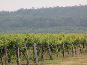 nyakas-pince-szolo-05