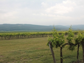 nyakas-pince-szolo-06