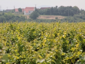 nyakas-pince-szolo-07