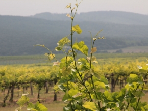 nyakas-pince-szolo-08