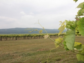 nyakas-pince-szolo-09