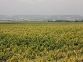 nyakas-pince-szolo-10