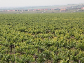 nyakas-pince-szolo-11